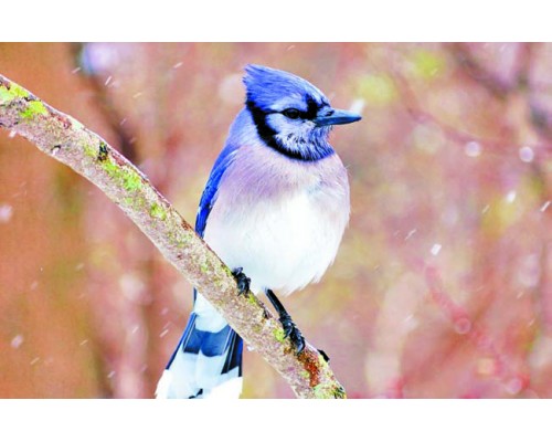 Desk Calendar DC13